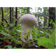 Мицелий Головача продолговатого / Дождевик удлиненный (Calvatia excipuliformis)